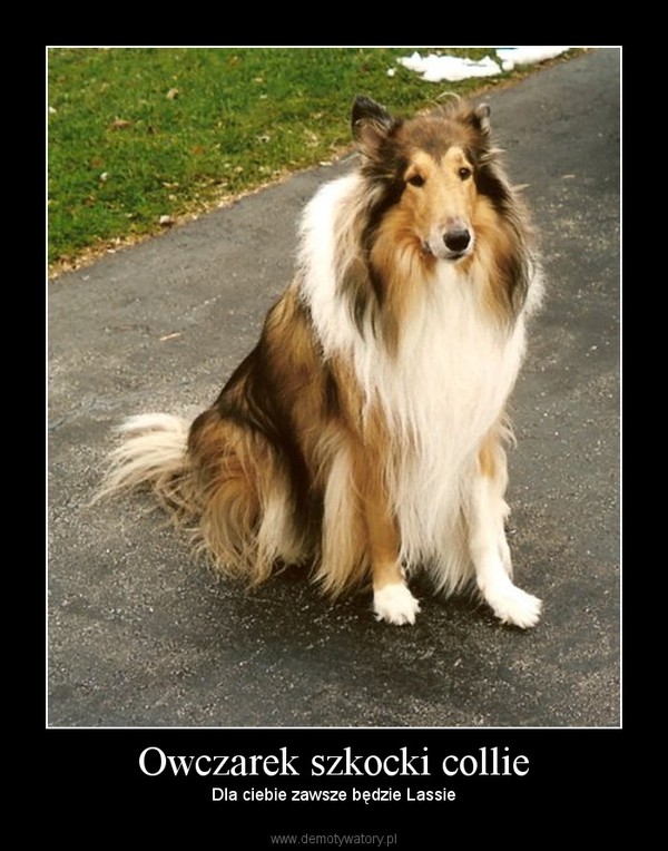 Owczarek szkocki collie – Dla ciebie zawsze będzie Lassie 