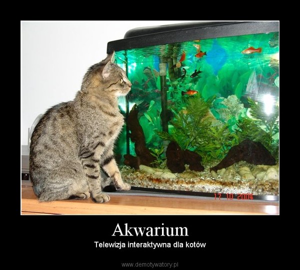 Akwarium – Telewizja interaktywna dla kotów 