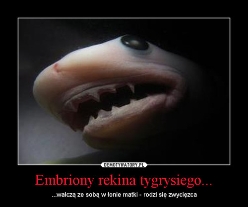 Embriony rekina tygrysiego...