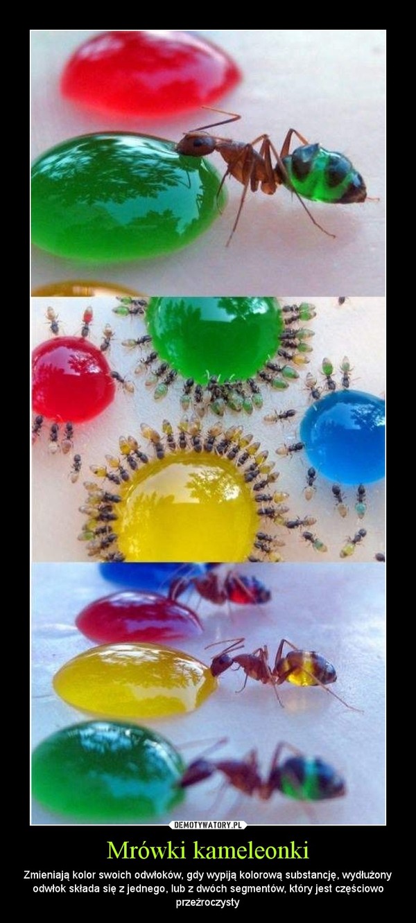 Mrówki kameleonki – Zmieniają kolor swoich odwłoków, gdy wypiją kolorową substancję, wydłużony odwłok składa się z jednego, lub z dwóch segmentów, który jest częściowo przeźroczysty 