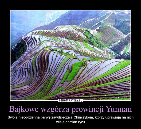 Bajkowe wzgórza prowincji Yunnan – Swoją niecodzienną barwę zawdzięczają Chińczykom, którzy uprawiają na nich wiele odmian ryżu 