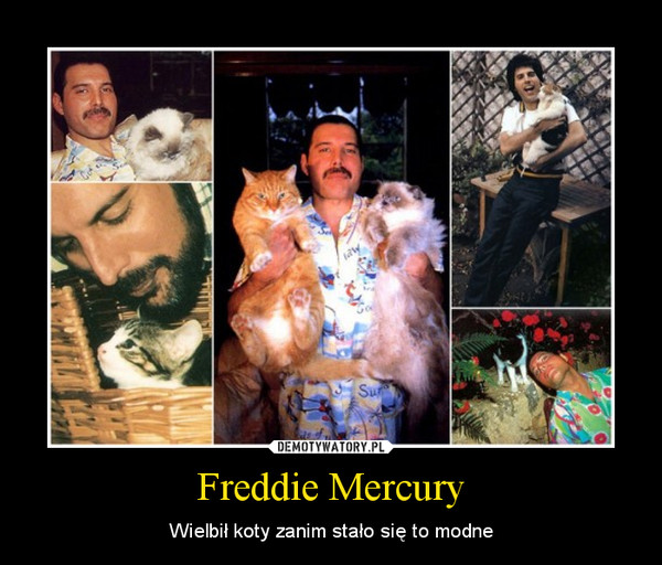 Freddie Mercury – Wielbił koty zanim stało się to modne 