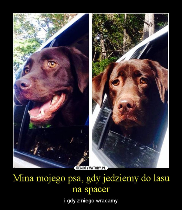 Mina mojego psa, gdy jedziemy do lasu na spacer – i gdy z niego wracamy 