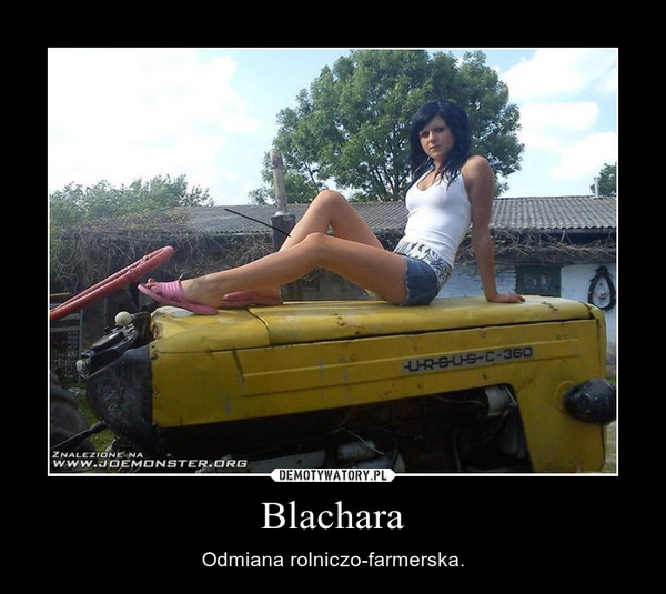 Blachara – Odmiana rolniczo-farmerska. 