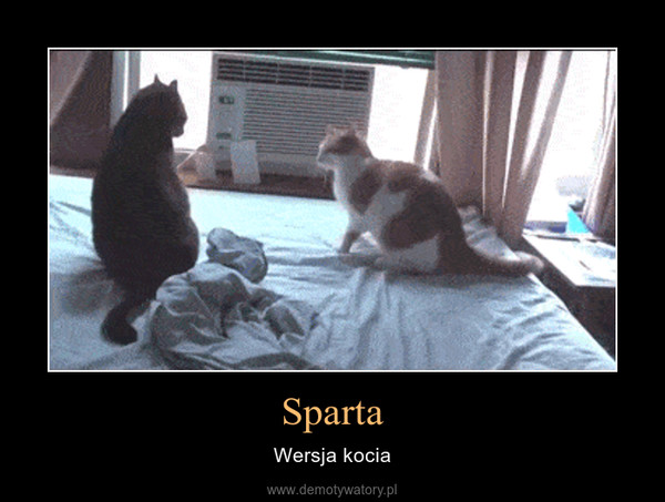 Sparta – Wersja kocia 