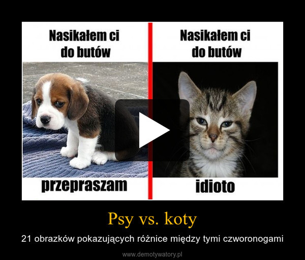Psy vs. koty – 21 obrazków pokazujących różnice między tymi czworonogami 