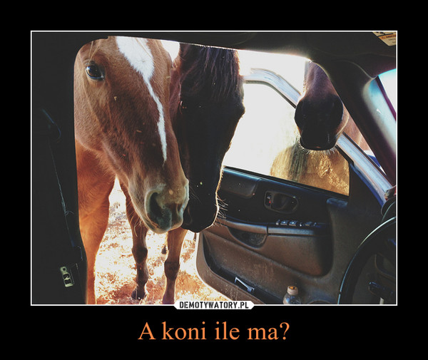 A koni ile ma? –  