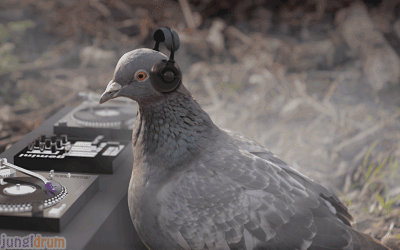 Odwieczna zagadka rozwiązana! – Gołębie słuchają muzyki chodząc, tylko  my tego nie słyszymy 