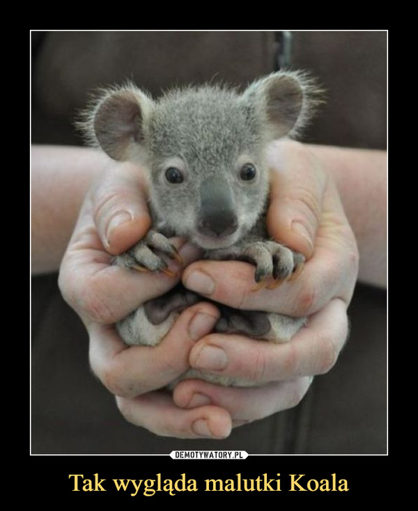 Tak wygląda malutki Koala –  