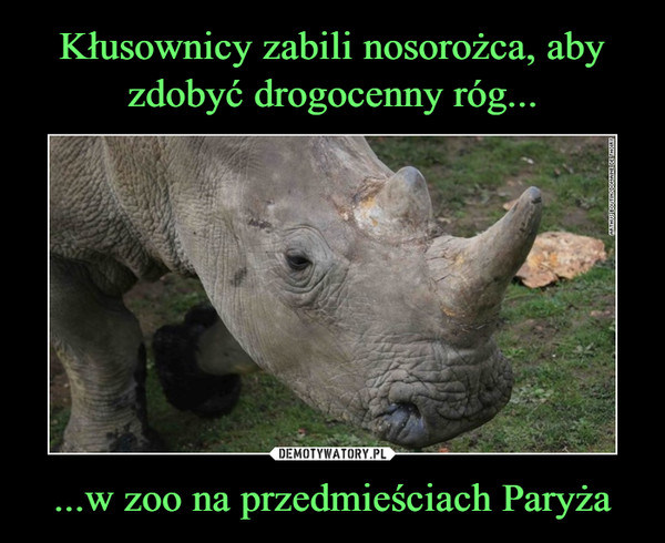 Kłusownicy zabili nosorożca, aby zdobyć drogocenny róg... ...w zoo na przedmieściach Paryża