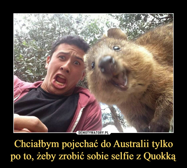 Chciałbym pojechać do Australii tylko po to, żeby zrobić sobie selfie z Quokką –  