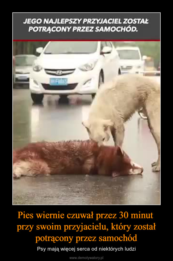 Pies wiernie czuwał przez 30 minut przy swoim przyjacielu, który został potrącony przez samochód – Psy mają więcej serca od niektórych ludzi JEGO NAJLEPSZY PRZYJACIEL ZOSTAŁPOTRĄCONY PRZEZ SAMOCHÓD.