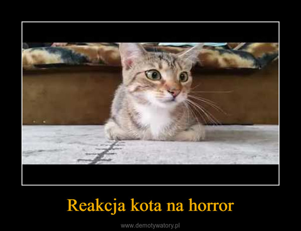 Reakcja kota na horror –  