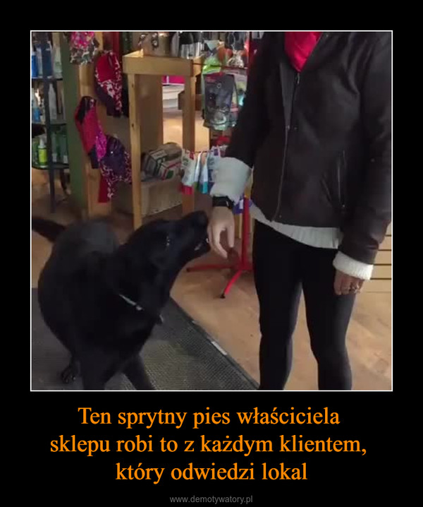 Ten sprytny pies właściciela sklepu robi to z każdym klientem, który odwiedzi lokal –  