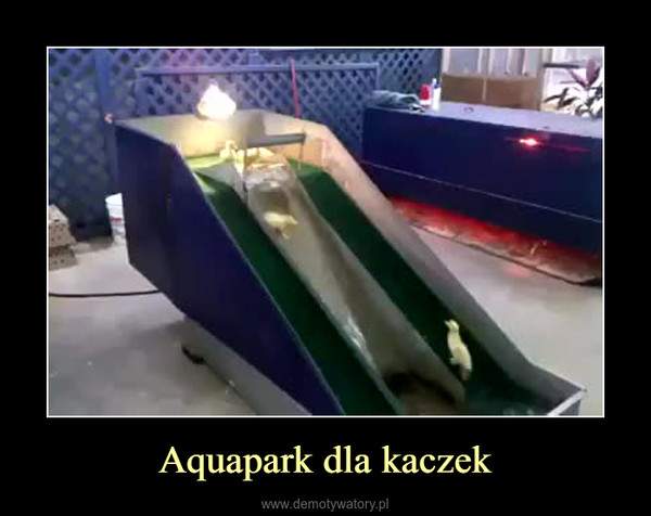 Aquapark dla kaczek –  