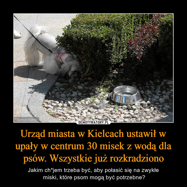 Urząd miasta w Kielcach ustawił w upały w centrum 30 misek z wodą dla psów. Wszystkie już rozkradziono