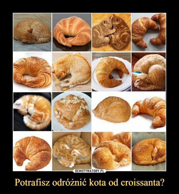 Potrafisz odróżnić kota od croissanta?