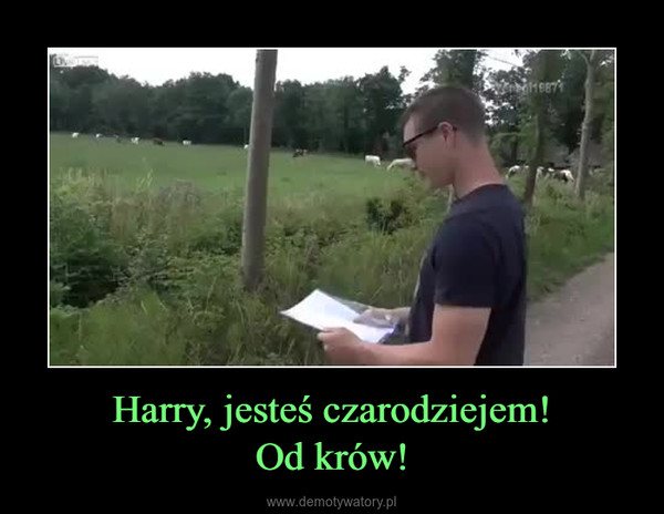 Harry, jesteś czarodziejem!Od krów! –  