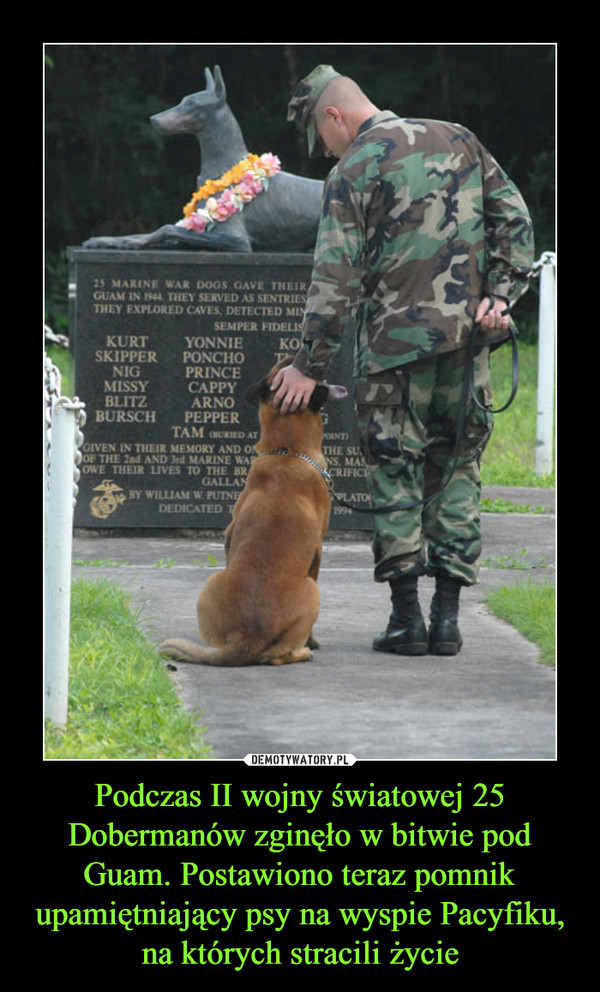 Podczas II wojny światowej 25 Dobermanów zginęło w bitwie pod Guam. Postawiono teraz pomnik upamiętniający psy na wyspie Pacyfiku, na których stracili życie