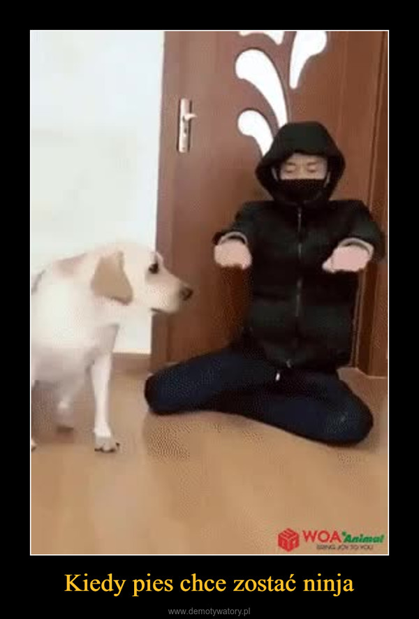 Kiedy pies chce zostać ninja –  