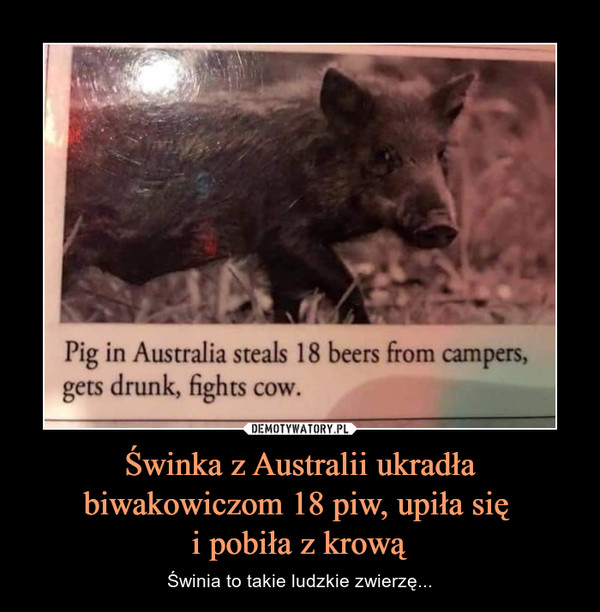 Świnka z Australii ukradła biwakowiczom 18 piw, upiła się 
i pobiła z krową