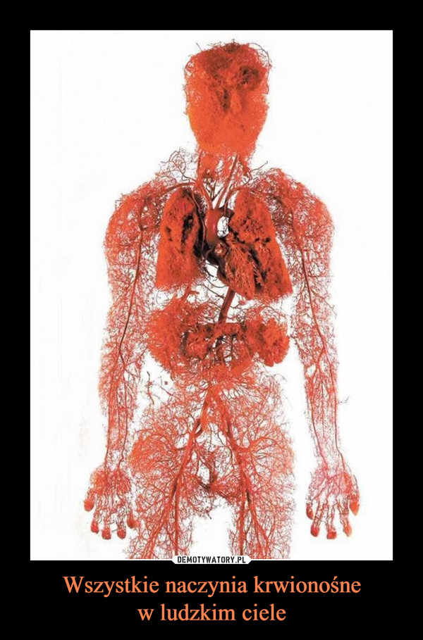 Wszystkie naczynia krwionośne
w ludzkim ciele