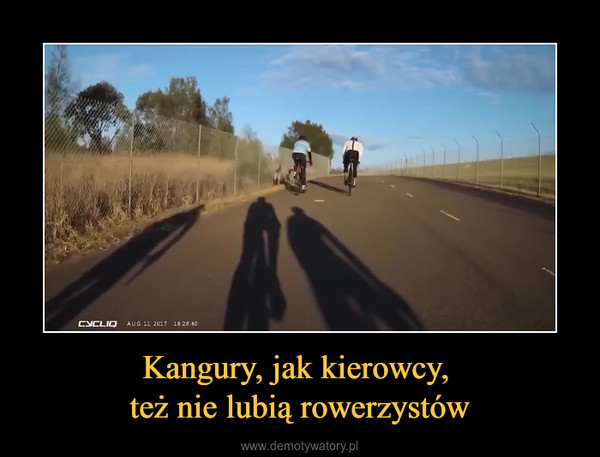 Kangury, jak kierowcy, też nie lubią rowerzystów –  