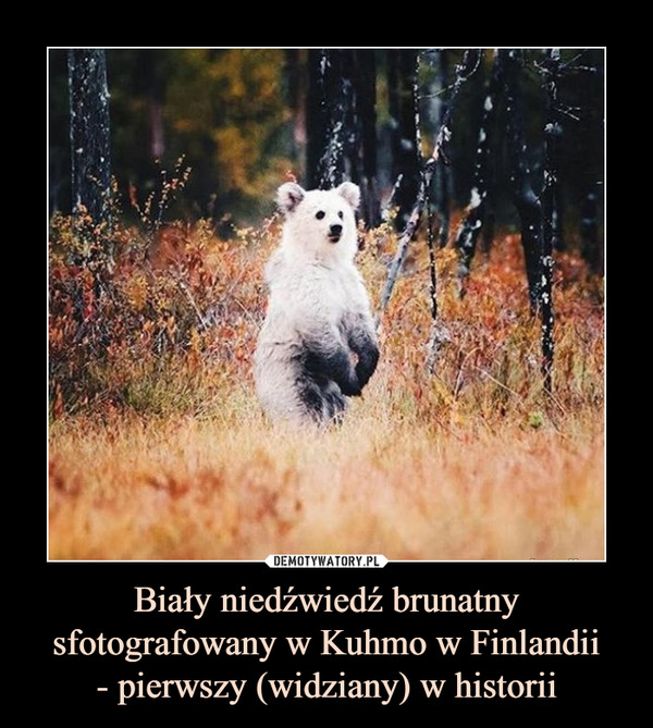 Biały niedźwiedź brunatny sfotografowany w Kuhmo w Finlandii- pierwszy (widziany) w historii –  