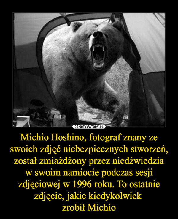 Michio Hoshino, fotograf znany ze swoich zdjęć niebezpiecznych stworzeń, został zmiażdżony przez niedźwiedzia
w swoim namiocie podczas sesji zdjęciowej w 1996 roku. To ostatnie zdjęcie, jakie kiedykolwiek 
zrobił Michio