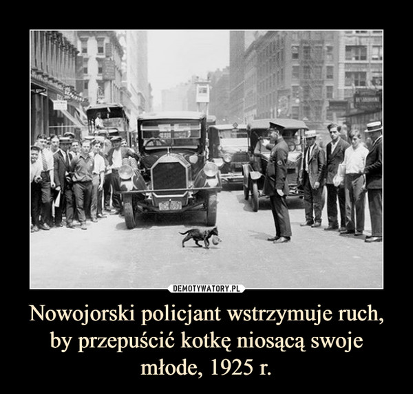 Nowojorski policjant wstrzymuje ruch, by przepuścić kotkę niosącą swoje młode, 1925 r.
