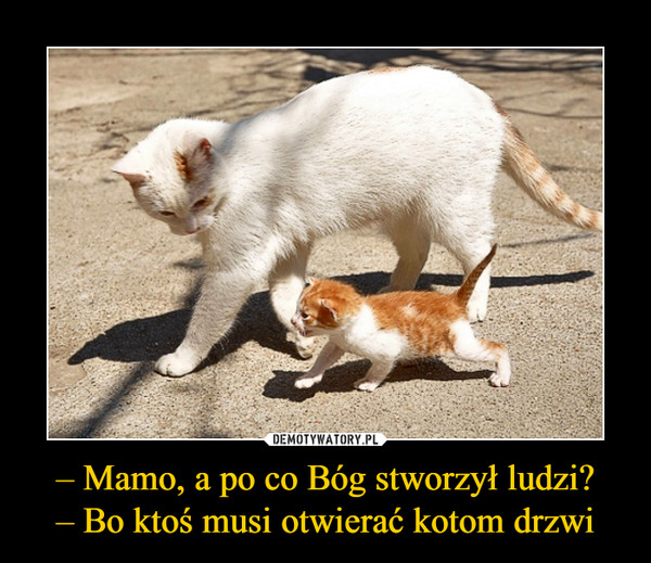 – Mamo, a po co Bóg stworzył ludzi?
– Bo ktoś musi otwierać kotom drzwi