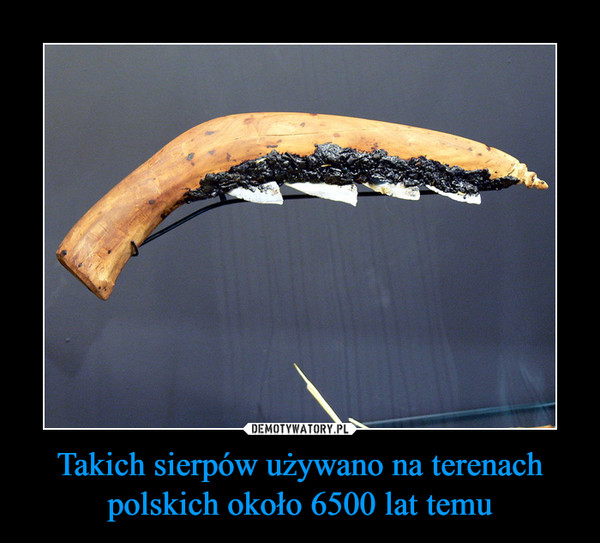 Takich sierpów używano na terenach polskich około 6500 lat temu