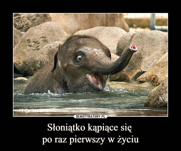 Słoniątko kąpiące się po raz pierwszy w życiu –  