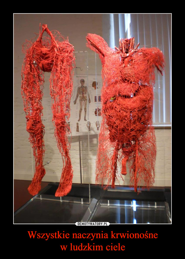 Wszystkie naczynia krwionośne
w ludzkim ciele