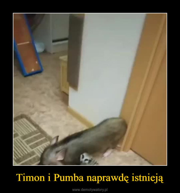 Timon i Pumba naprawdę istnieją –  