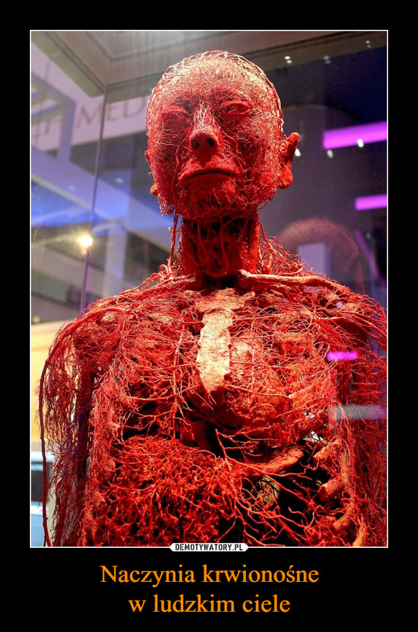 Naczynia krwionośne
w ludzkim ciele