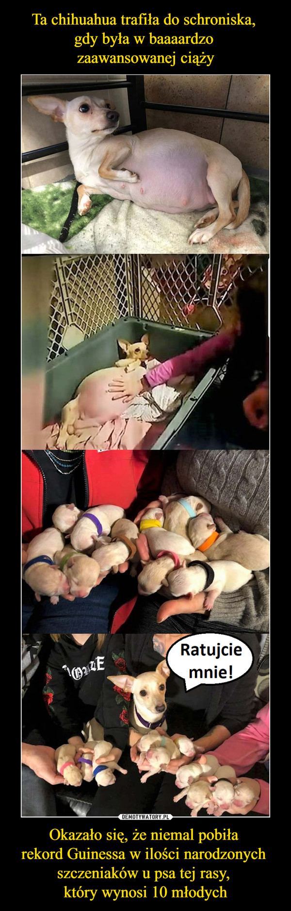 Ta chihuahua trafiła do schroniska, 
gdy była w baaaardzo 
zaawansowanej ciąży Okazało się, że niemal pobiła 
rekord Guinessa w ilości narodzonych 
szczeniaków u psa tej rasy, 
który wynosi 10 młodych