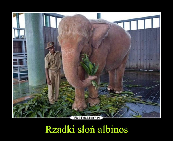 Rzadki słoń albinos –  