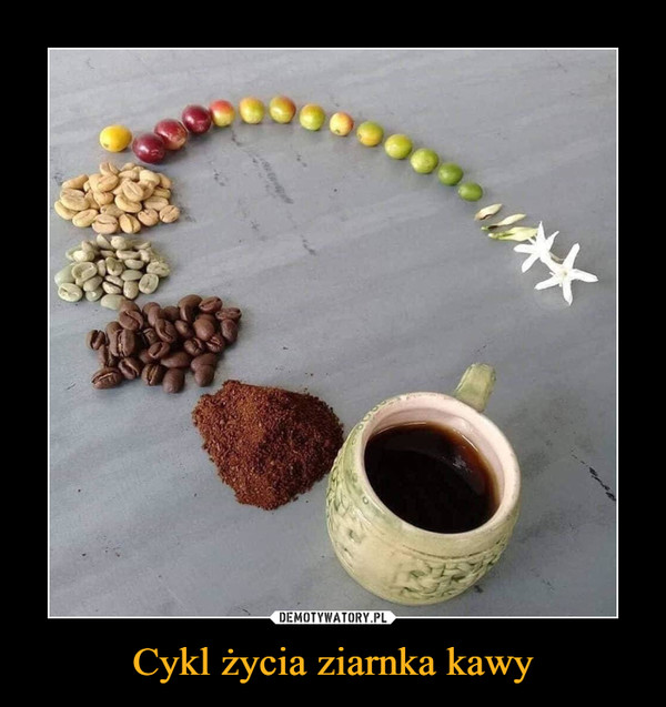 Cykl życia ziarnka kawy –  