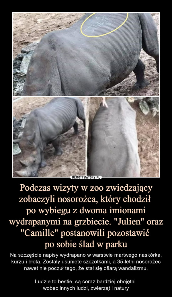 Podczas wizyty w zoo zwiedzający zobaczyli nosorożca, który chodził 
po wybiegu z dwoma imionami wydrapanymi na grzbiecie. "Julien" oraz "Camille" postanowili pozostawić 
po sobie ślad w parku