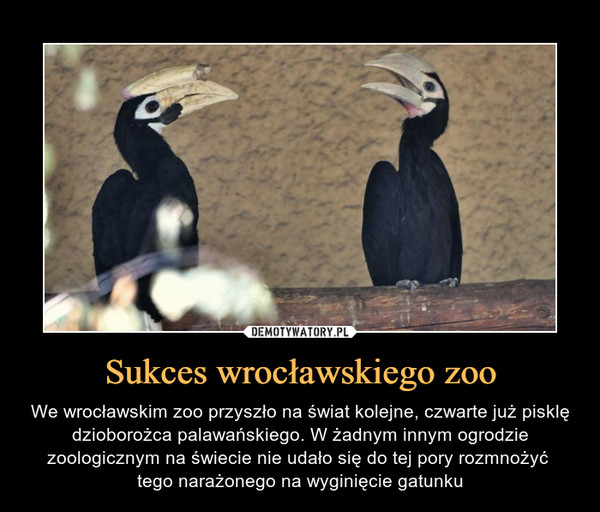 Sukces wrocławskiego zoo – We wrocławskim zoo przyszło na świat kolejne, czwarte już pisklę dzioborożca palawańskiego. W żadnym innym ogrodzie zoologicznym na świecie nie udało się do tej pory rozmnożyć tego narażonego na wyginięcie gatunku 