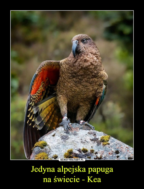 Jedyna alpejska papuga
na świecie - Kea