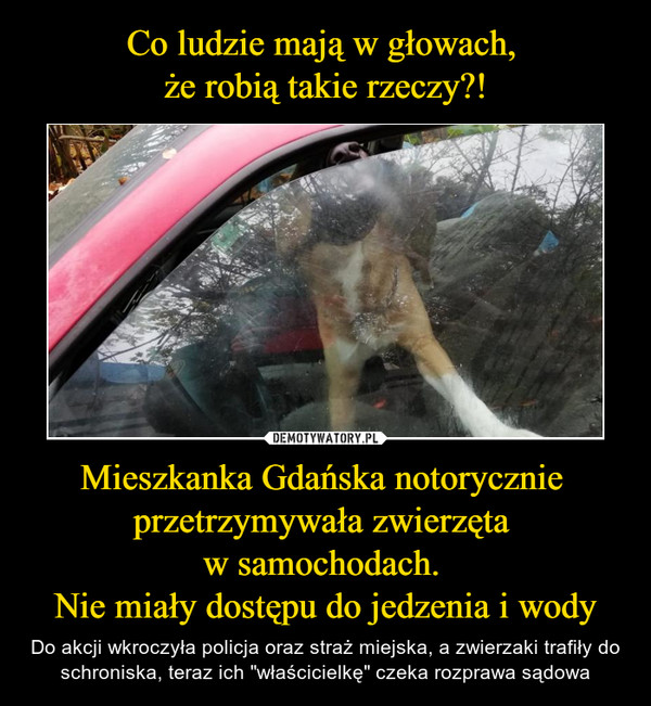 Mieszkanka Gdańska notorycznie przetrzymywała zwierzęta w samochodach. Nie miały dostępu do jedzenia i wody – Do akcji wkroczyła policja oraz straż miejska, a zwierzaki trafiły do schroniska, teraz ich "właścicielkę" czeka rozprawa sądowa 