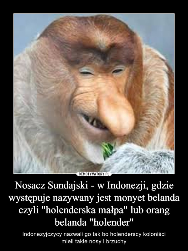 Nosacz Sundajski - w Indonezji, gdzie występuje nazywany jest monyet belanda czyli "holenderska małpa" lub orang belanda "holender" – Indonezyjczycy nazwali go tak bo holenderscy koloniścimieli takie nosy i brzuchy 