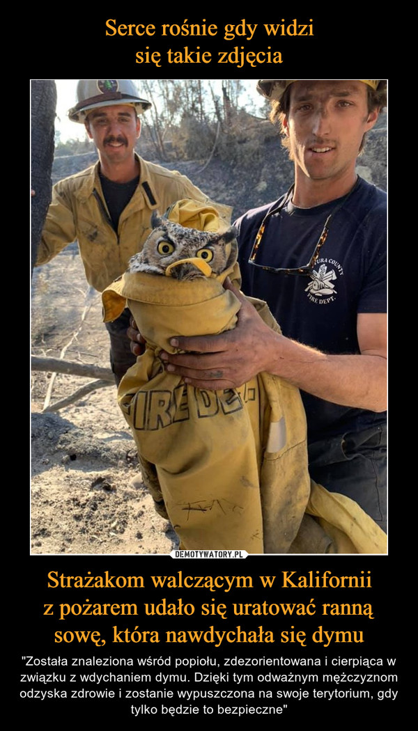 Serce rośnie gdy widzi
się takie zdjęcia Strażakom walczącym w Kalifornii
z pożarem udało się uratować ranną
sowę, która nawdychała się dymu