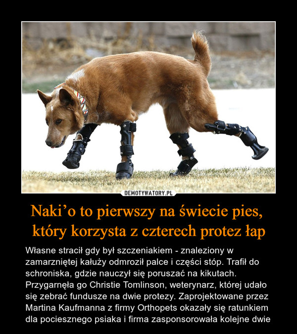 Naki’o to pierwszy na świecie pies, 
który korzysta z czterech protez łap