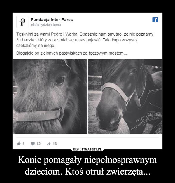 Konie pomagały niepełnosprawnym dzieciom. Ktoś otruł zwierzęta...