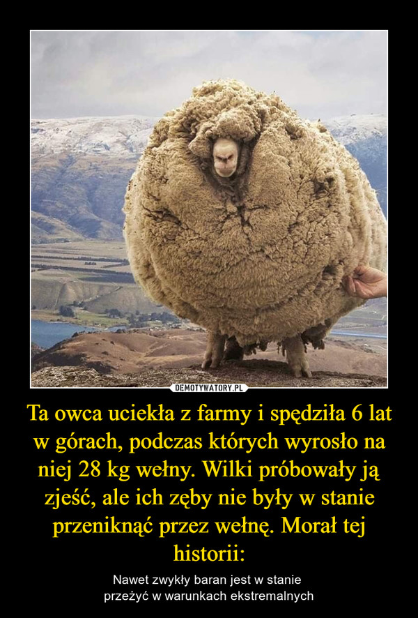 Ta owca uciekła z farmy i spędziła 6 lat w górach, podczas których wyrosło na niej 28 kg wełny. Wilki próbowały ją zjeść, ale ich zęby nie były w stanie przeniknąć przez wełnę. Morał tej historii: