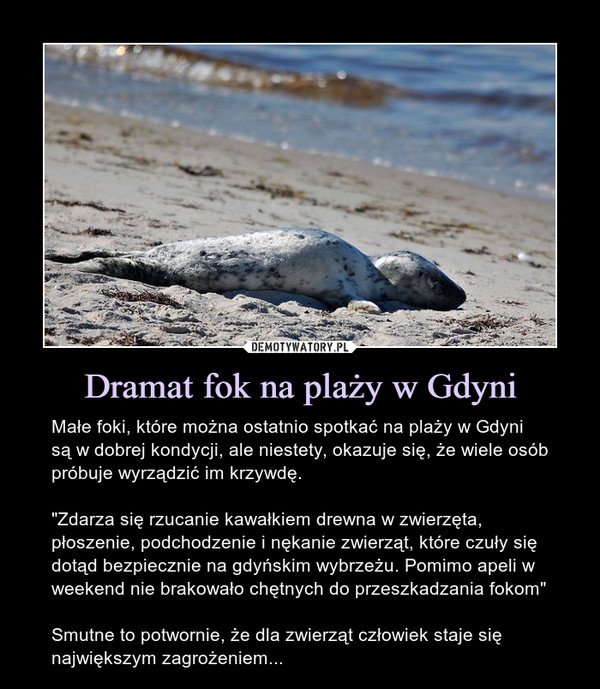 Dramat fok na plaży w Gdyni – Małe foki, które można ostatnio spotkać na plaży w Gdyni są w dobrej kondycji, ale niestety, okazuje się, że wiele osób próbuje wyrządzić im krzywdę."Zdarza się rzucanie kawałkiem drewna w zwierzęta, płoszenie, podchodzenie i nękanie zwierząt, które czuły się dotąd bezpiecznie na gdyńskim wybrzeżu. Pomimo apeli w weekend nie brakowało chętnych do przeszkadzania fokom"Smutne to potwornie, że dla zwierząt człowiek staje się największym zagrożeniem... Małe foki, które można ostatnio spotkać na plaży w Gdyni są w dobrej kondycji, ale niestety, okazuje się, że wiele osób próbuje wyrządzić im krzywdę."Zdarza się rzucanie kawałkiem drewna w zwierzęta, płoszenie, podchodzenie i nękanie zwierząt, które czuły się dotąd bezpiecznie na gdyńskim wybrzeżu. Pomimo apeli w weekend nie brakowało chętnych do przeszkadzania fokom"Smutne to potwornie, że dla zwierząt człowiek staje się największym zagrożeniem...