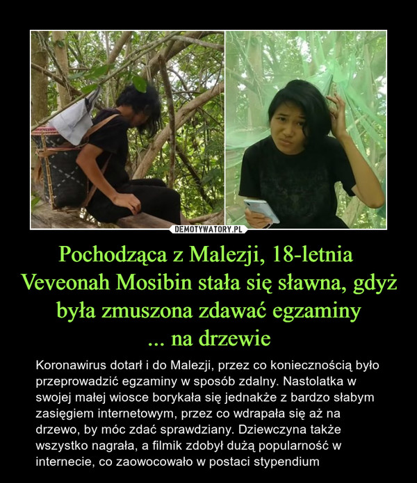 Pochodząca z Malezji, 18-letnia  Veveonah Mosibin stała się sławna, gdyż była zmuszona zdawać egzaminy... na drzewie – Koronawirus dotarł i do Malezji, przez co koniecznością było przeprowadzić egzaminy w sposób zdalny. Nastolatka w swojej małej wiosce borykała się jednakże z bardzo słabym zasięgiem internetowym, przez co wdrapała się aż na drzewo, by móc zdać sprawdziany. Dziewczyna także wszystko nagrała, a filmik zdobył dużą popularność w internecie, co zaowocowało w postaci stypendium 